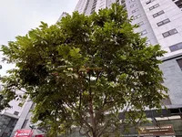 Ảnh 10