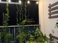Ảnh 5